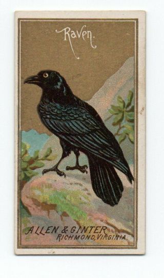 1888 Allen & Ginter N4 Birds Of America Raven