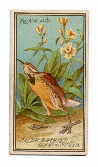 1888 Allen & Ginter N4 Birds Of America Meadow Lark