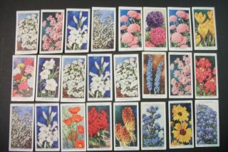 Cigarette Tobacco Cards Wills Garden Flowers 1939 24 Cards