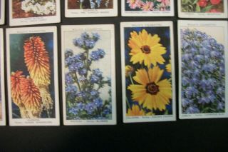 Cigarette Tobacco Cards Wills Garden Flowers 1939 24 Cards 2