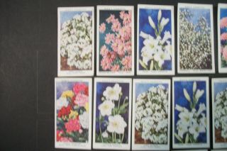 Cigarette Tobacco Cards Wills Garden Flowers 1939 24 Cards 3