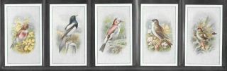 P.  J.  CARROLL 1939 INTRIGUING (BIRDS) FULL 25 CARD SET  BIRDS 3