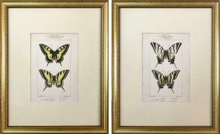Antique Pair French Prints Of Swallow Tail Butterflies Paris 1864 By Lucas