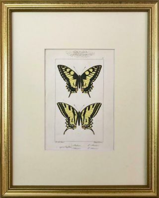 Antique Pair French Prints of Swallow Tail Butterflies Paris 1864 by Lucas 2