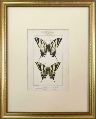 Antique Pair French Prints of Swallow Tail Butterflies Paris 1864 by Lucas 3