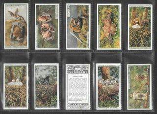 Wills 1925 Intriguing (nature) Full 50 Card Set  Life In The Tree Tops
