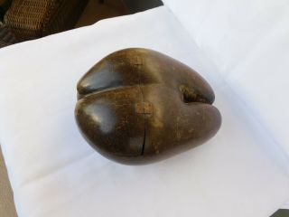 antique coco de mer seychelles nut hinged Box 2