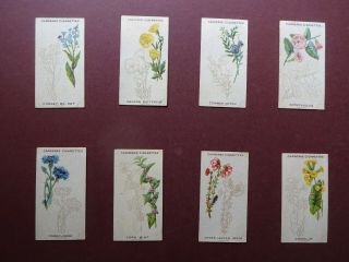 Wild Flower Art Series Issued 1923 By Carreras Set 25