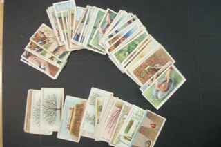 Cigarette Tobacco Cards Wills Gardening Hints 1923 & 1938 72 Cards