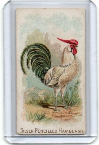 1892 N20 Allen & Ginter 50 Prize & Game Chickens Silver - Pencilled Hamburgh
