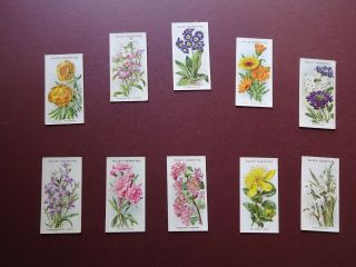 Old English Garden Flowers,  2nd Series,  Issued 1913 By Wills Set 50
