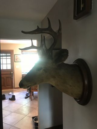Antique 9 Point Whitetail Deer Head Shoulder Mount Taxidermy Old Log Cabin Decor 3