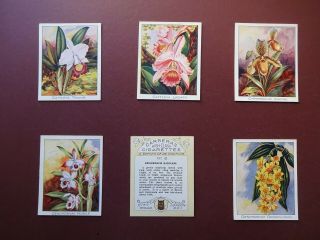 Orchids Issued 1925 By Carreras Set L24
