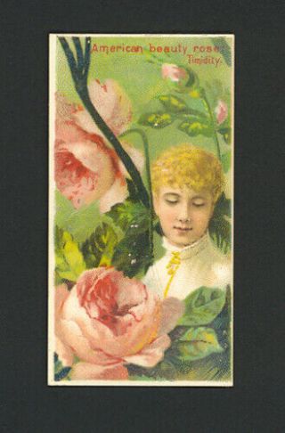 American Beauty Rose 1892 N75 Duke 