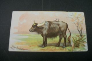 Like Cigarette Tobacco Cards Dwight Cow Brand Soda 1893 J12 Cape Buffalo