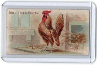 1892 N20 Allen & Ginter 50 Prize & Game Chickens Gold - Laced Bantam