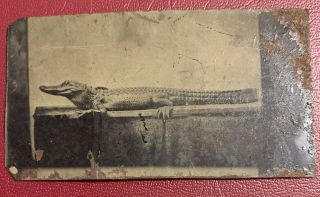 Very Rare Antique Tintype Photo Of An Animal Alligator Crocodile