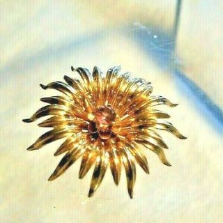Antique Vintage 14k Yellow Gold Sun Starburst Pin Pendant Flower Anenome
