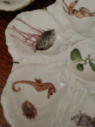Trio set of Antique Haviland Porcelain Oyster Plate Ocean Creatures Motif 3