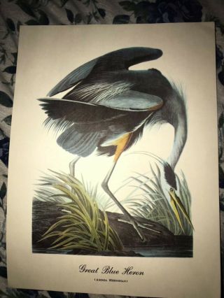 Vintage Great Blue Heron And Botanical Print