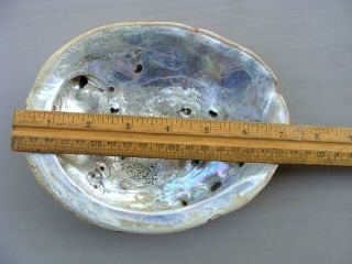 Large Abalone Seashell 7 " X 5 3/4 " Vintage Estate Find 5