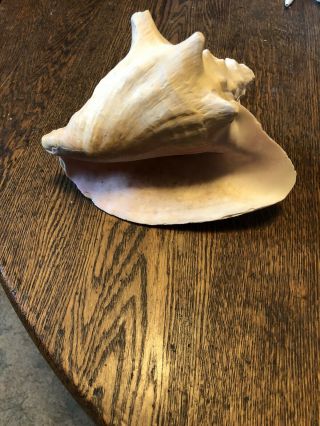 Vintage Large Queen Conch Sea Shell Pink Natural Beach Ocean 7 