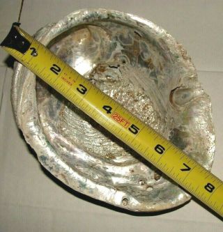 Large Abalone Seashell 7 1/2 " ”x 6 " ” Vintage Estate Find 4