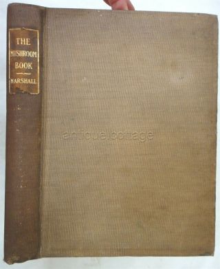 1903 antique THE MUSHROOM BOOK guide id illustrated color and b/w plates 2