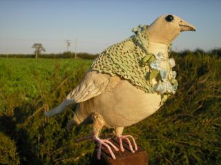 Glorious Ooak,  Vintage Style,  Shabby Chic Pigeon/dove Bird