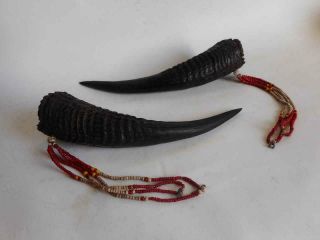 Antique India Nagaland Top High Aged Naga Tribal Headhunters Earplugs