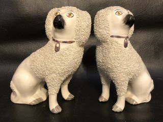 Pair Antique Staffordshire Ware Confetti Poodle Spaniel Dog Figurines Open Legs