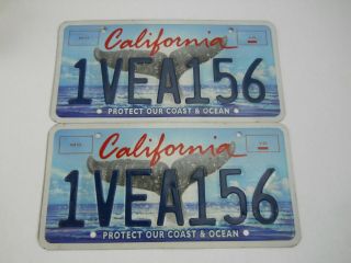 Set Of (2) California " Whale Tale " Graphic " Protect Our Coast & Ocean ",