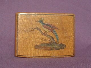 Mauchline Ware Ladies Snuff Box Rare Recessed Lid/hinge Bird Of Paradise C.  1830.