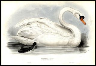 Domestic Swan Cygnus Mansuetus 1837 J Gould Hand - Colored Lithograph