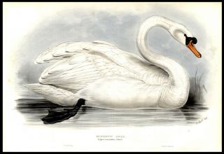 Domestic Swan Cygnus mansuetus 1837 J Gould Hand - Colored Lithograph 2