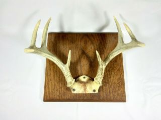 Vintage 3 Point Full Deer Antlers Mount On Wood