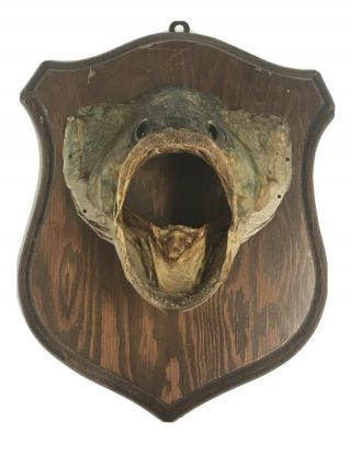 Vintage Bass Taxidermy Fish Head Mount On Wood Plaque Lake House Decor Man Cave