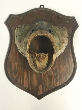 Vintage Bass Taxidermy Fish Head Mount On Wood Plaque Lake House Decor Man Cave 2
