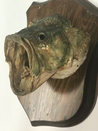 Vintage Bass Taxidermy Fish Head Mount On Wood Plaque Lake House Decor Man Cave 3