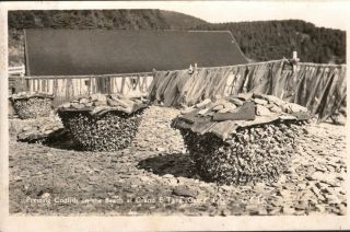 Vintage Postcard,  Pressing Codfish On The Beach,  Gaspe,  Quebec Canada