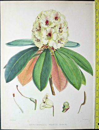 Huge Handc.  Rhododendron Drawn By J.  D.  Hooker,  Lithographed Byj.  N,  Fitch,  C.  1850 27