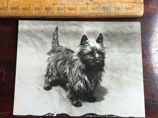 39 Vintage Cairn Yorkshire Terrier Dog B&w Portrait Photograph Photo