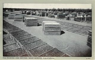 Vintage Postcard Fig Picking And Drying Near Merced Ca Agriculture