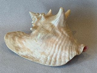 Vintage Extra Large Queen Conch Shell Seashell 9 3/4 " Nautical Beach Decor