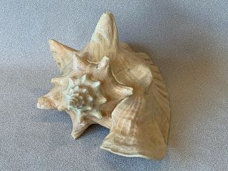Vintage Extra Large Queen Conch Shell Seashell 9 3/4 