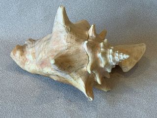 Vintage Extra Large Queen Conch Shell Seashell 9 3/4 