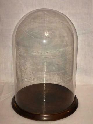 Huge 16 " Antique Round Glass Dome Globe Display Taxidermy Presentation Clock