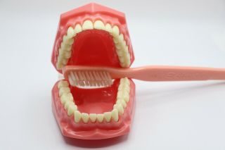 Vintage Medical Supply Dental Brushing Flossing Practice Teeth With Toothbrush