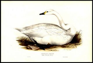 Bewick’s Swan Cygnus Bewickii 1837 J Gould Hand - Colored Lithograph