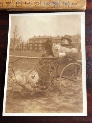 15 Vintage Grandma Wheelchair Spitz Dog B&w Portrait Photograph Photo